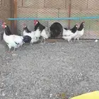دجاج اللكن فلندر نوادر