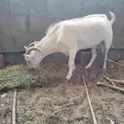 فحل عماني أصل
