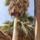 للبيع نخل امريكي 2