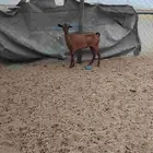 عنزه محالي طيبه