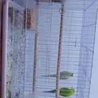 امام حكير تايم طيور الصحه 100 100 السعر230 وليف مو في القف