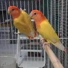 جوز روز رد اوبلاين