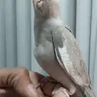 ذكر كروان اليف