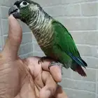 كنيور اليف