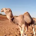 للبيع قعود أوضح