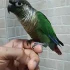 كنيور اليف