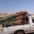 يوجد. ليدنا جميع انواع انخيل وجميع الأنواع