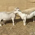 للبيع خرفان دوربر
