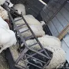 سلام عليكم ورحمة الله وبركاته طليان نعيم