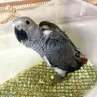 فرخ كاسكو