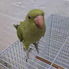 ببغاء الدره