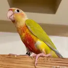 كنيور صن شيك اليف