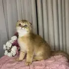 سكوتش تربل فولد للبيع