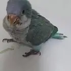 للبيع طير كويكر اللون تركواز السعر 650