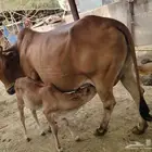 بقرة منتوج