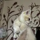 قط بريتش شورت هير للبيع