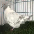 حمام زينه
