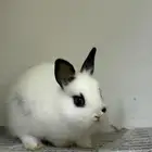 أرنب انثى من نوع القزم مميز وجميل