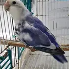 للبيع ذكور روز مستويات طيبة