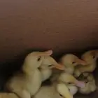 بط بكيني ماشاء الله