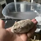 للبيع هامستر قزم ذكر روسي بيور .