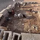 دجاج وبط
