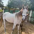 خيوال البيع