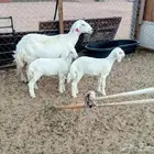 حريه مطفل بتوم