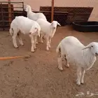 ذبايح المناسبات والضيوف والثلاجه