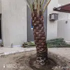 تكريب النخل وقص الاشجار