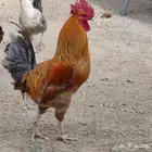 دجاج للبيع
