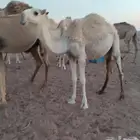 للبيع بكره حقه عليانيه