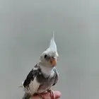 كروان اليف جدا حمامه