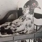 حمام الباكستاني