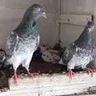 حمام الباكستاني