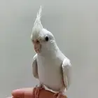 كروان اليف ومتكلم