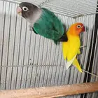 زوج فيشر من النوادر