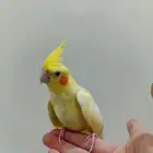 كروان لاتينو طفرة أليف