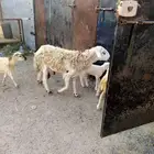 فحل حري البيع السن توه ثني