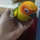فرخ صيني كنيور للبيع