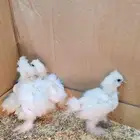 دجاج قطني بيور