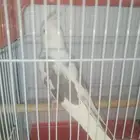 مع قفص كبير مع بياضه