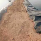 سمك بلطي حي احجام كبيره ومتنوعه عروض من المزرعه مباشر للعميل