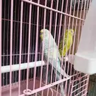 للبيع اجواز بادجي مع فروخ والبيض