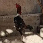 ديك شامو ياباني