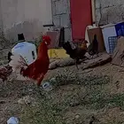 المناعه ممتازه و الصحه ممتازه