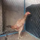 دجاج سندي فوليا الوان فاخر