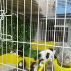 قطط للتبنى