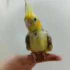 كروان أليف ب 100 ريال فقط البيع مستعجل جدا