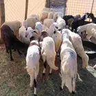 طليان سواكن مرابي